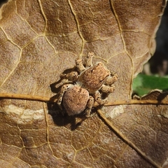 Aelurillus v-insignitus