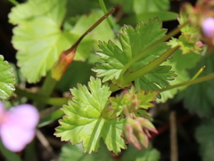 Pelargonium grossularioides