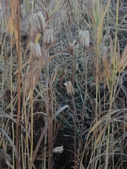 Aquilegia jucunda