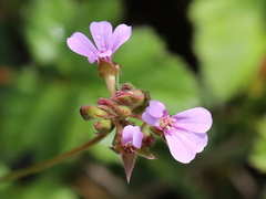 Pelargonium grossularioides