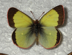 Colias palaeno
