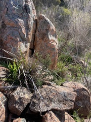 Prostanthera eurybioides