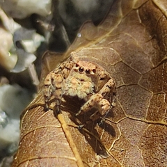 Aelurillus v-insignitus