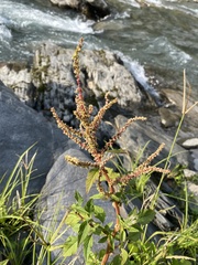 Amaranthus viridis
