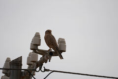 Falco rupicoloides