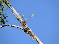Dendrobium canaliculatum