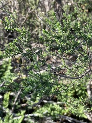 Prostanthera eurybioides
