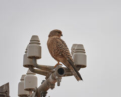 Falco rupicoloides