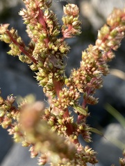 Amaranthus viridis