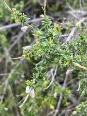 Prostanthera eurybioides