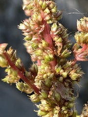 Amaranthus viridis