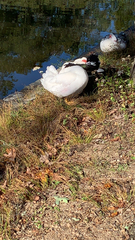 Cairina moschata domestica
