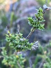 Prostanthera eurybioides