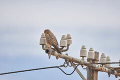 Falco rupicoloides