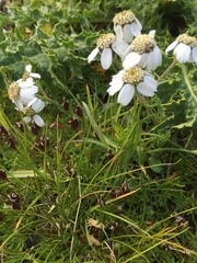 Achillea atrata