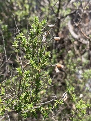 Prostanthera eurybioides