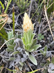 Syncarpha speciosissima