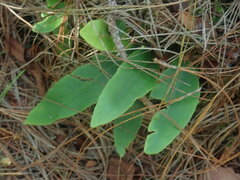 Polypodiaceae