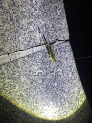 Conocephalus maculatus