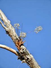 Dendrobium canaliculatum