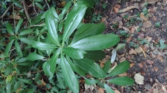 Rhododendron ponticum