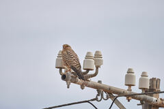 Falco rupicoloides