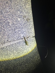 Conocephalus maculatus