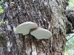 Ganoderma applanatum