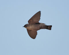 Ptyonoprogne fuligula