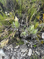 Syncarpha speciosissima