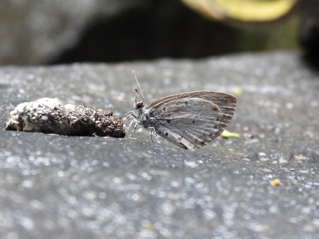 Ptox catreus (Ptox catreus)