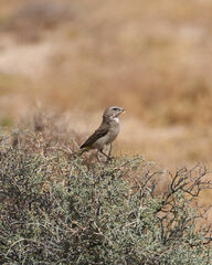 Crithagra albogularis