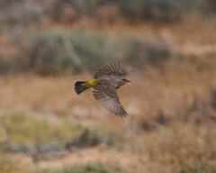 Crithagra albogularis