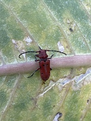Tetraopes femoratus