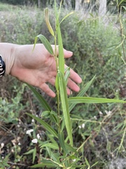 Salix nigra