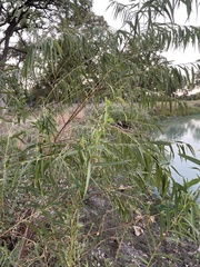 Salix nigra