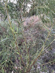 Salix nigra