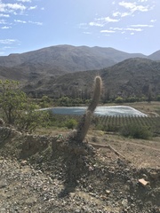 Trichocereus chiloensis