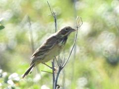 Emberiza fucata
