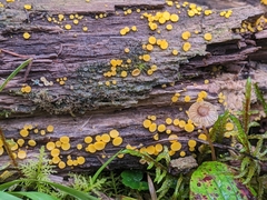Calycina