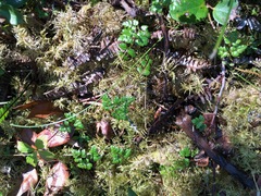 Coptis aspleniifolia