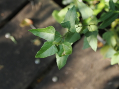 Mallotus repandus