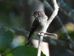 Muscicapa sibirica