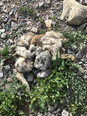 Lycalopex