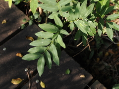 Sapindus mukorossi