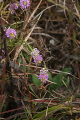 Polygala curtissii