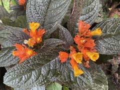 Chrysothemis pulchella