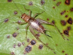 Anaxipha exigua