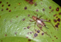 Anaxipha exigua