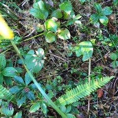 Coptis aspleniifolia
